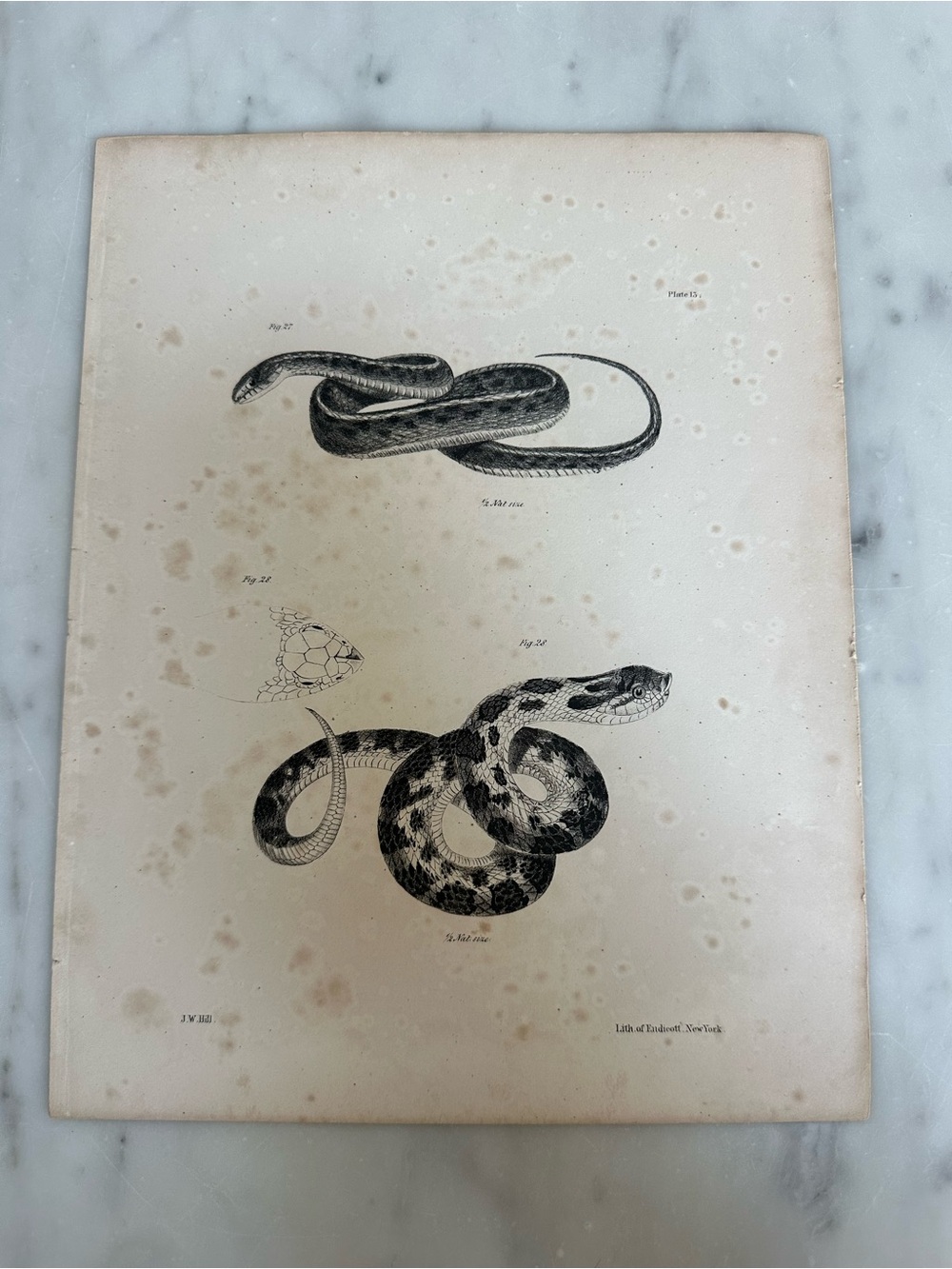 1842 James Ellsworth De Kay's Natural History of New York